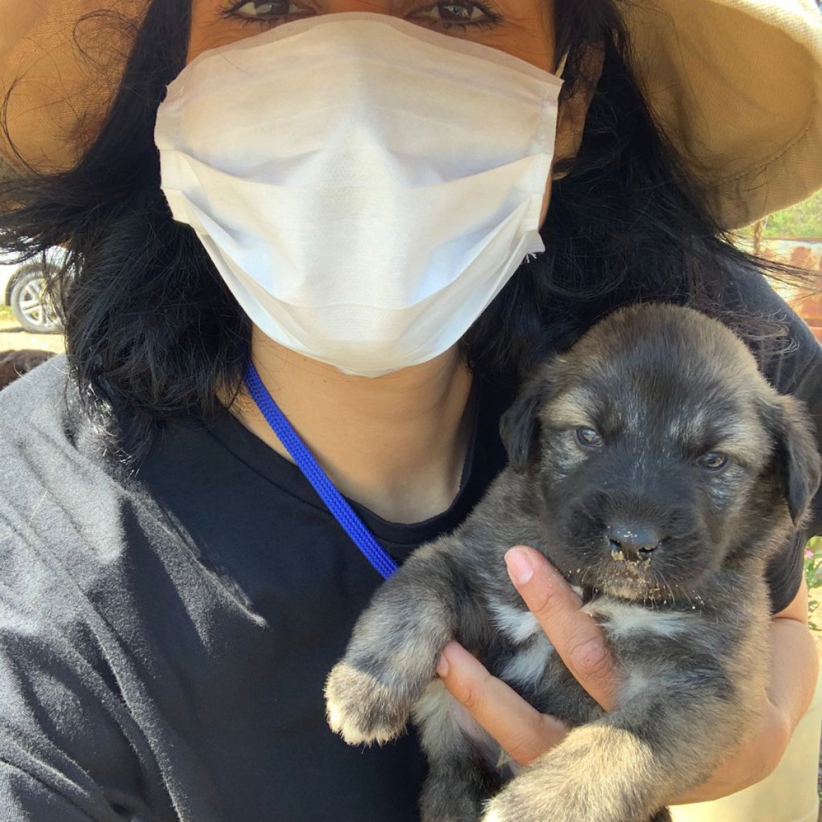 Antalya'da beslediği köpeklerden birini ölü buldu