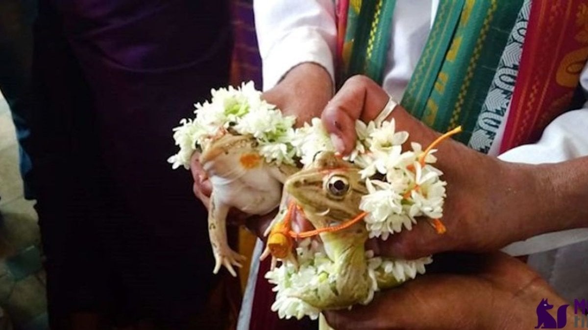 In India, frogs were married to increase the rains