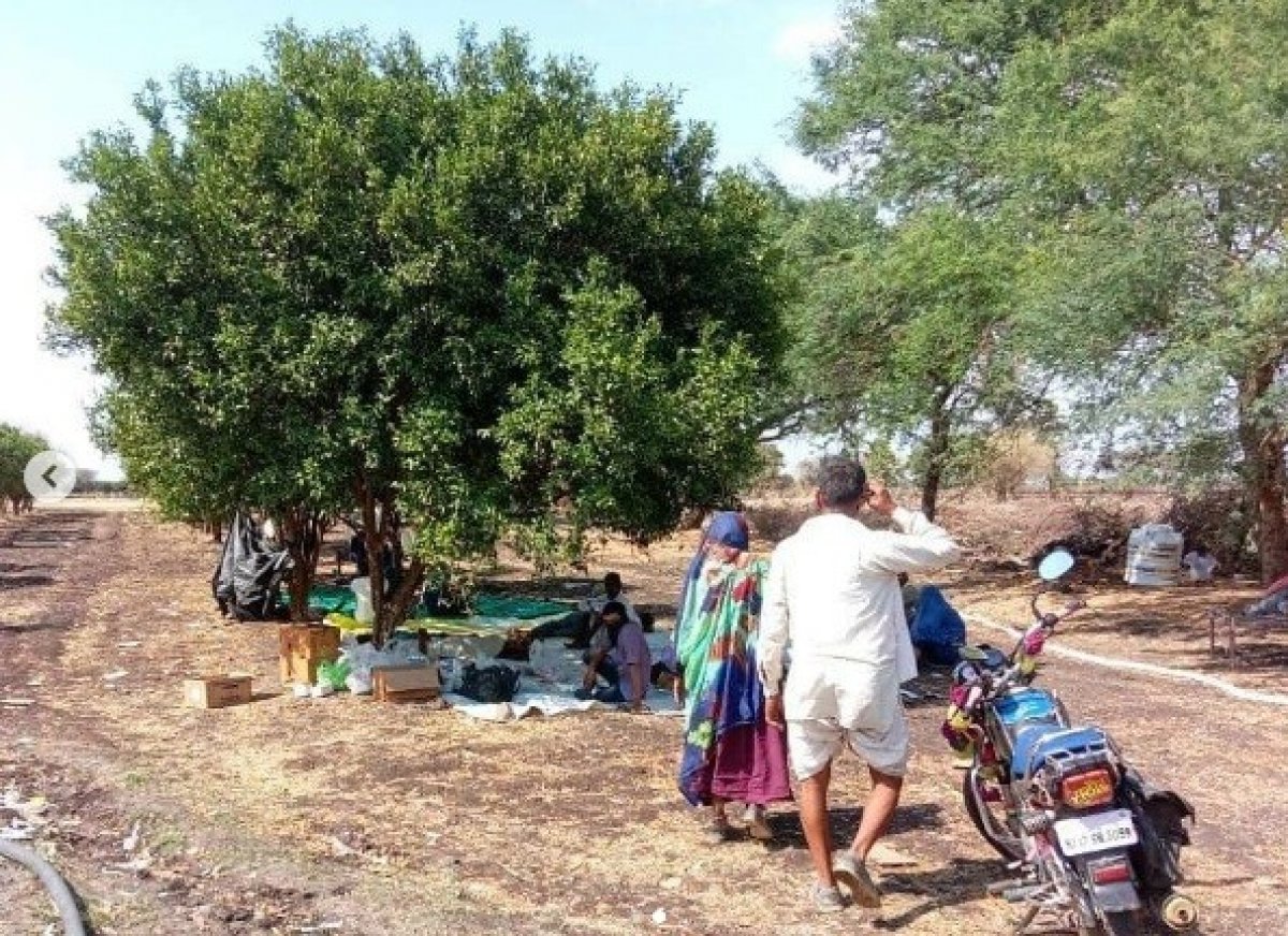 In India, coronavirus patients are treated in orange groves #1