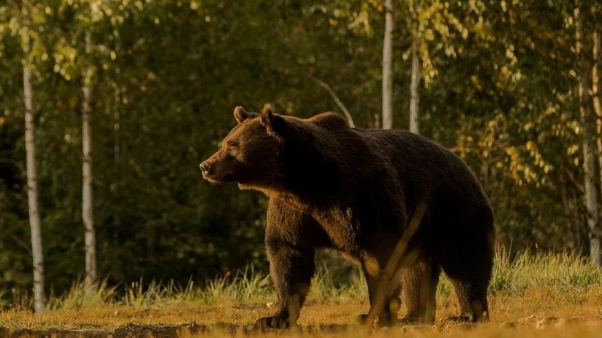 Liechtenstein prince kills Europe's biggest brown bear #2