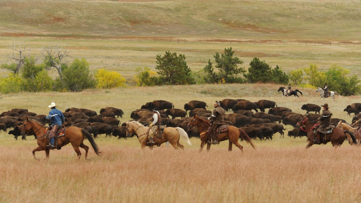 More than 45,000 applications for buffalo hunting in the USA Kimdeyir