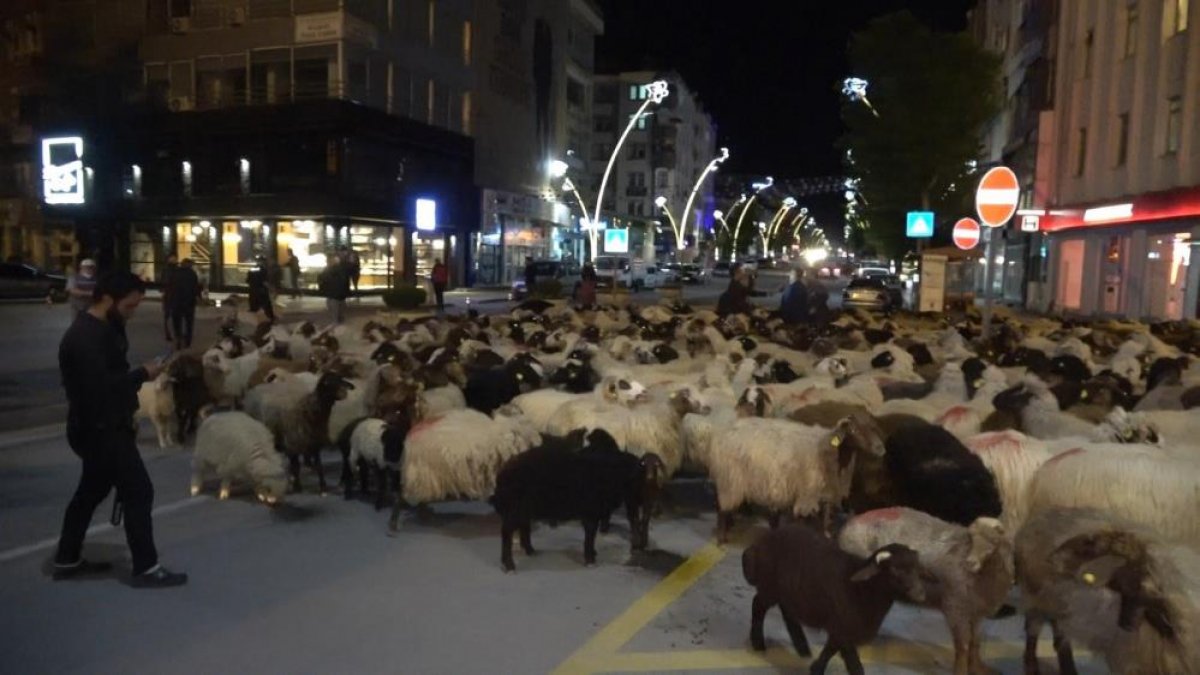 Tokat ta yüzlerce koyun şehir merkezinden geçti #5