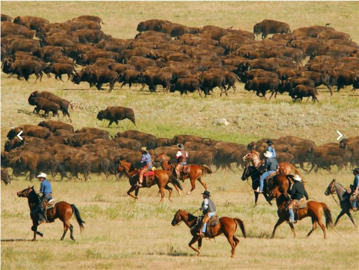 More than 45,000 applications for buffalo hunting in the USA #1