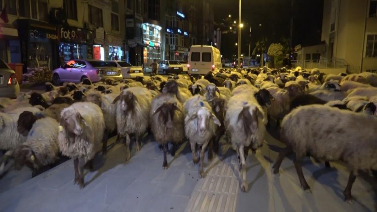 Tokat ta yüzlerce koyun şehir merkezinden geçti #7