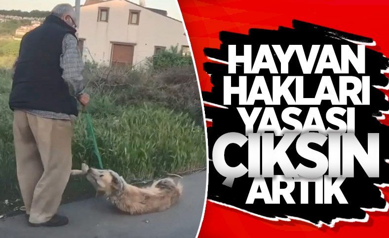 Sarıyer'de köpeğini silahla vurarak öldürdüğü iddia edilen kişi gözaltına alındı