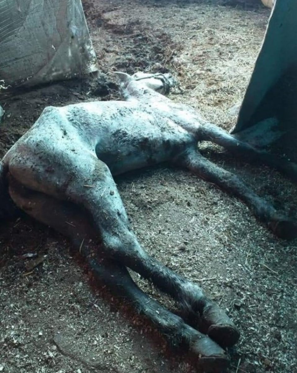 Haydar Ali Yıldız: Hayvan haklarını savunanların atlara neler yaptığını gördük #5