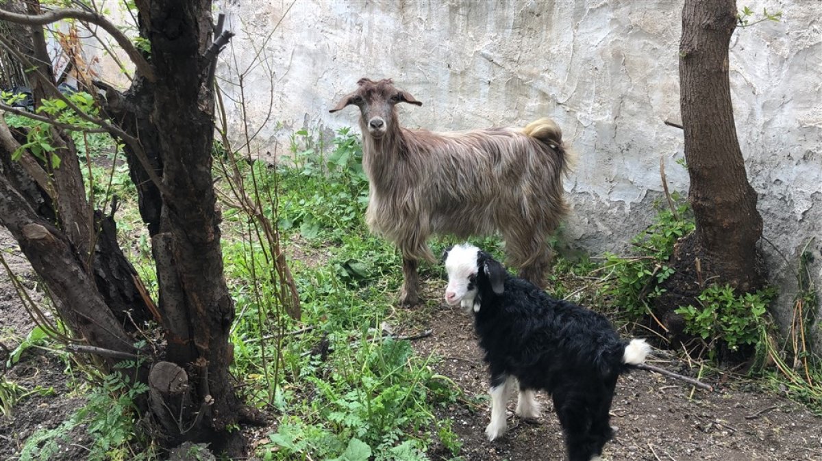 Kars�ta keçi ve yavrusunu bahçede besliyorlar