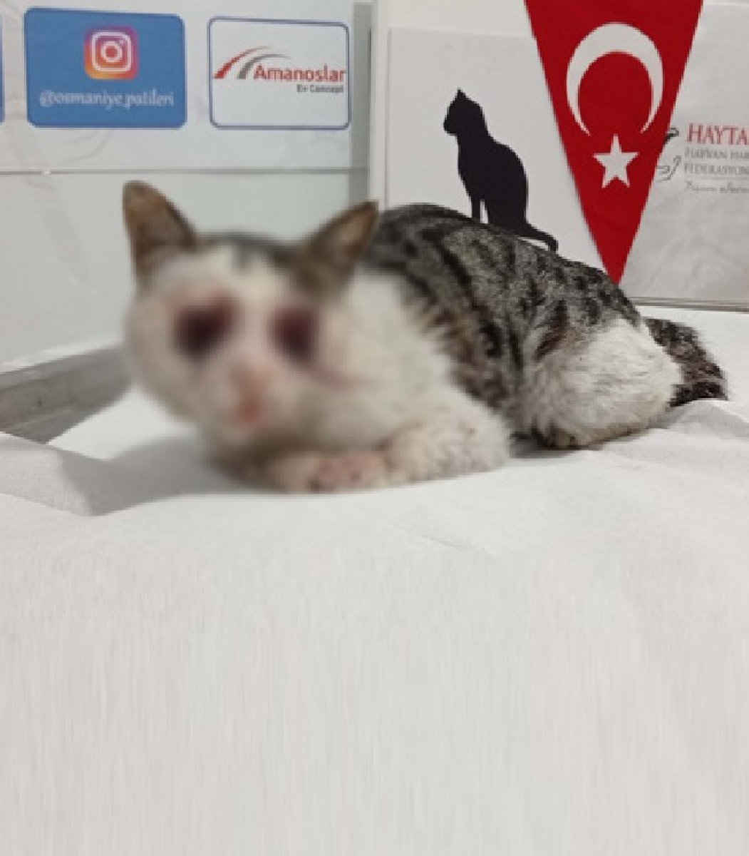 Adana’da yol kenarında gözleri oyulmuş kedi bulundu  #2