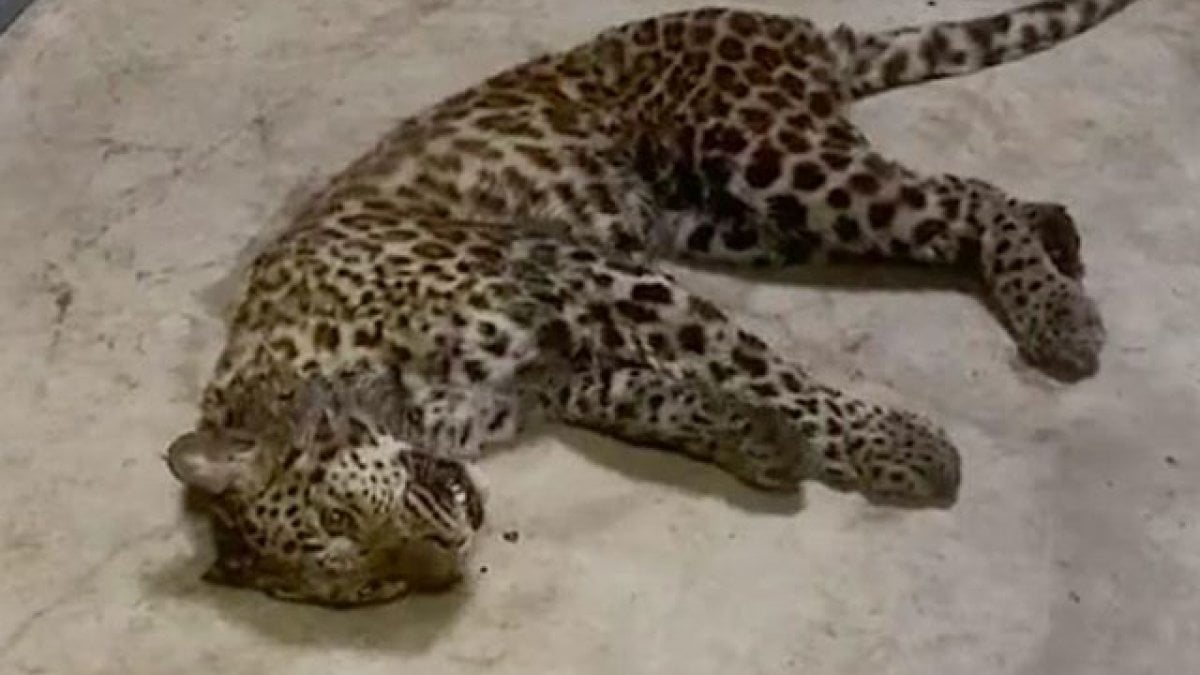 ‘Chickens’ search for leopard fleeing in China