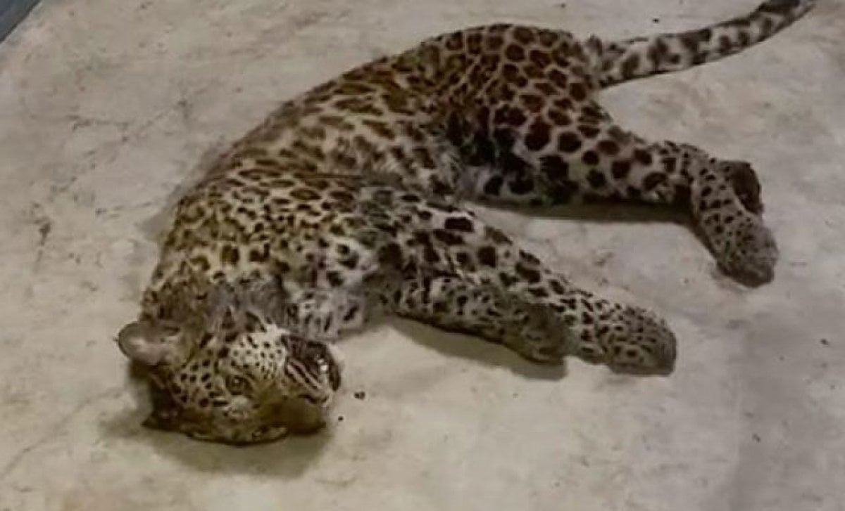 Çin de kaçan leoparı  tavuklar  arıyor  #2