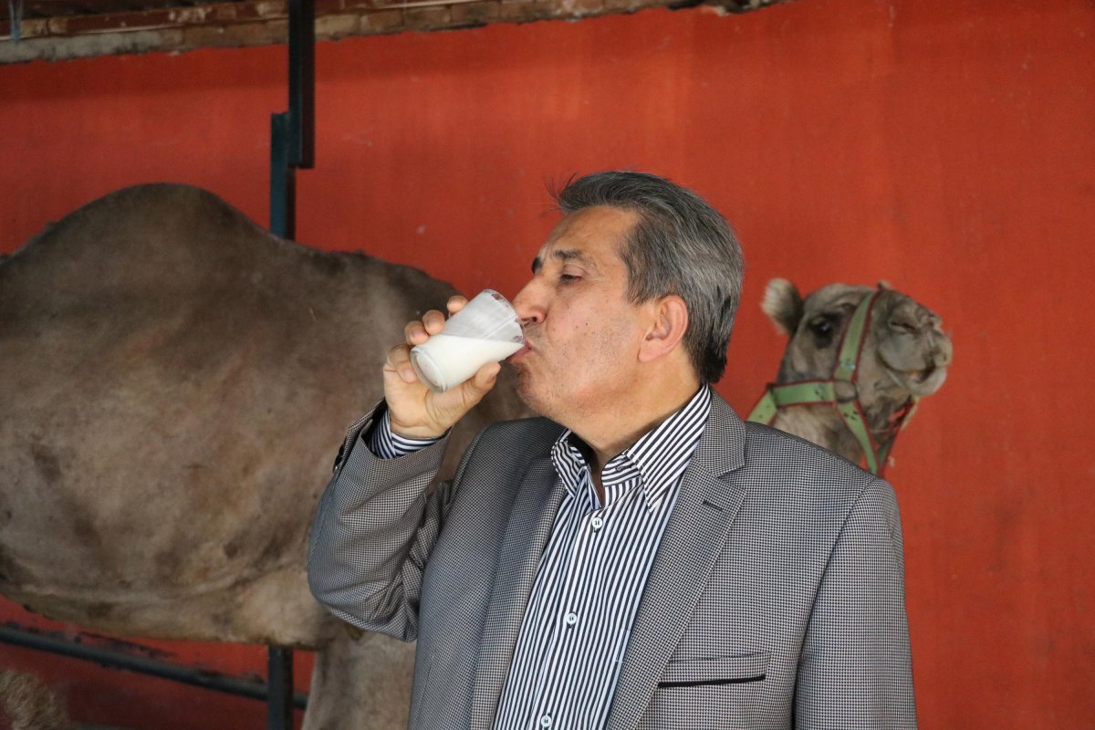 Denizli de üretimi yapılan deve sütüne talep arttı  #3