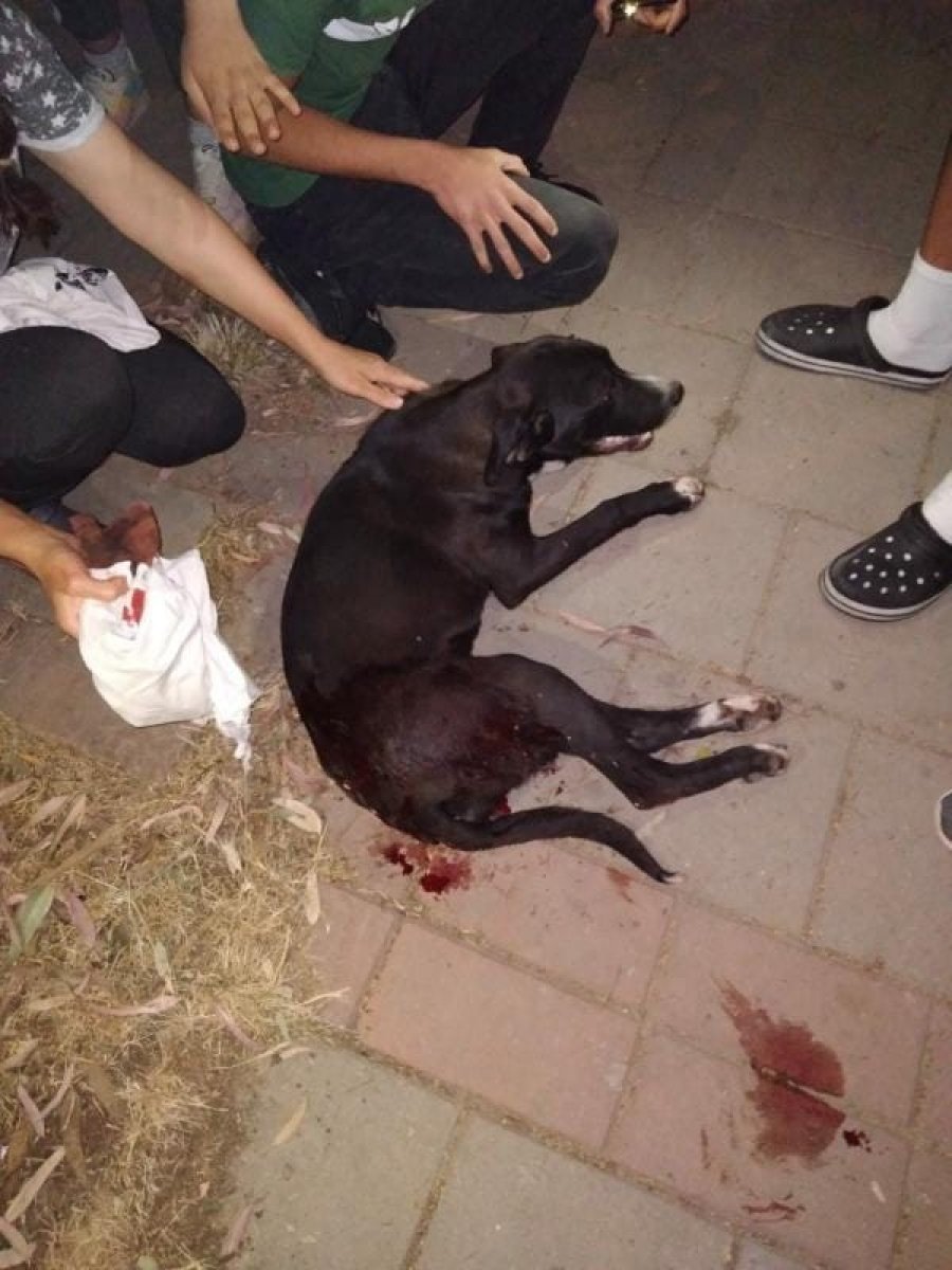 İzmir’de sokak köpeğine maganda kurşunu isabet etti #2