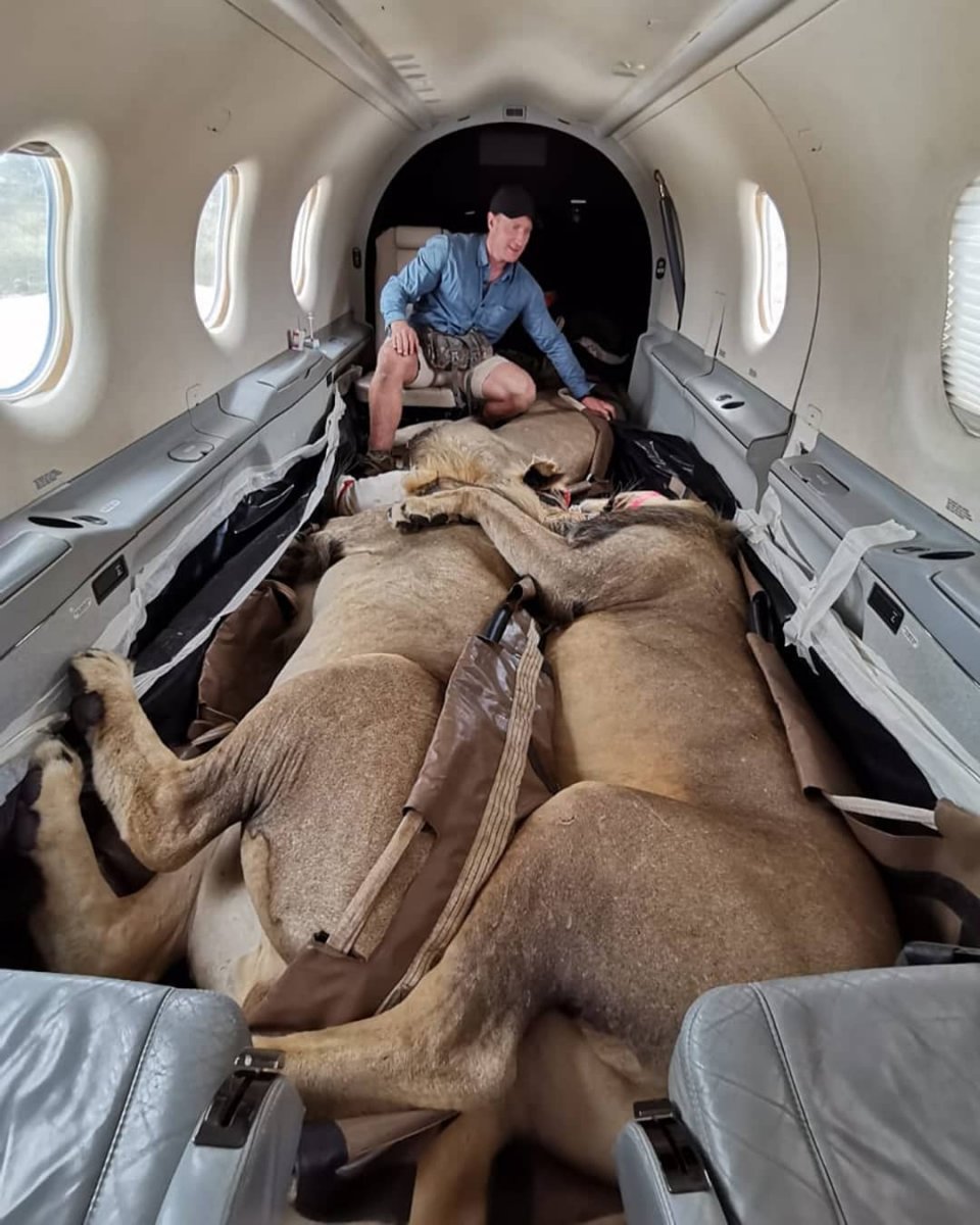 Sosyal medyada gündem oldu: 200 kiloluk aslanlar uçakla taşındı  #1
