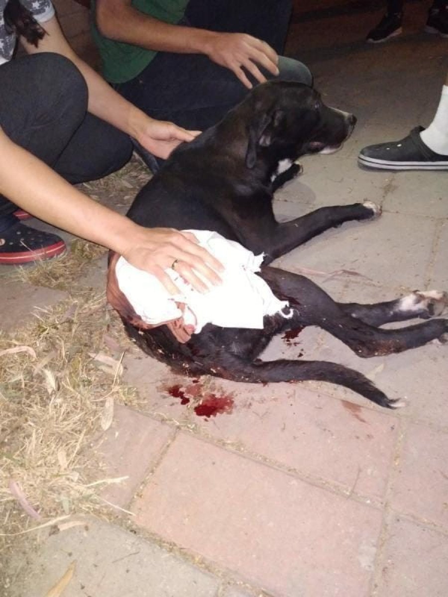 İzmir’de sokak köpeğine maganda kurşunu isabet etti #1