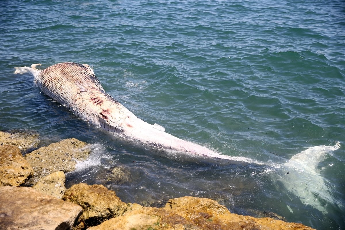 Mersin oluklu balina