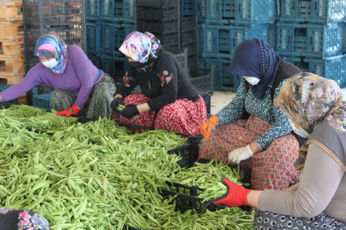 Mersin’de çiftçiler Dünya Çiftçiler Günü’nü tarlada karşıladı #3