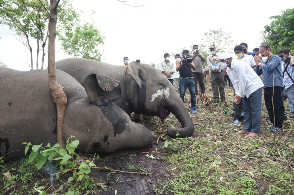 18 elephants found dead after lightning strike in India #4