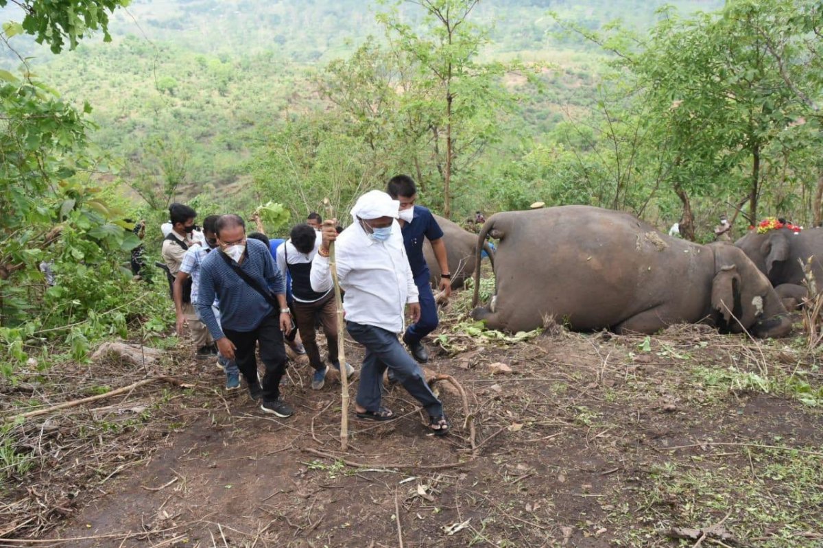18 elephants found dead after lightning strike in India #5