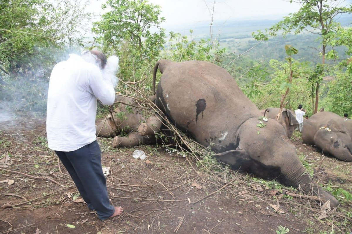 18 elephants found dead after lightning strike in India #3