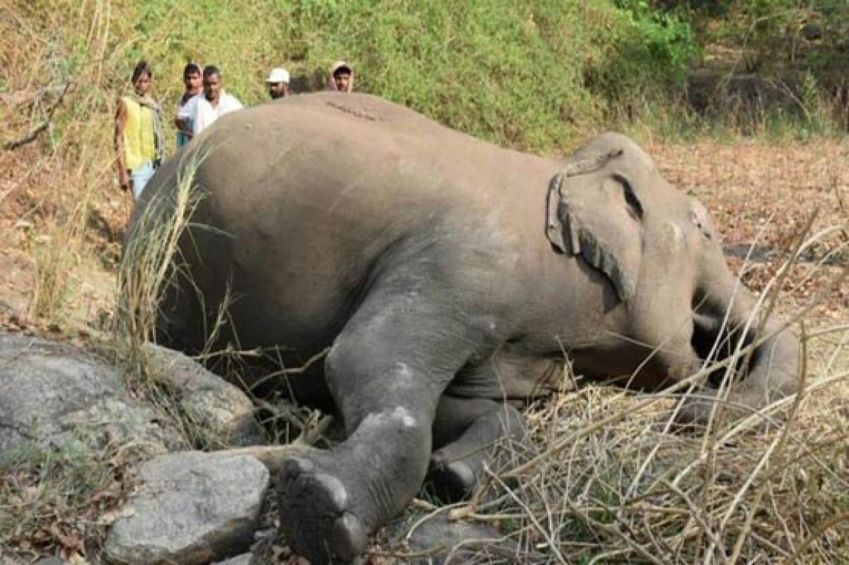 18 elephants found dead after lightning strike in India #1