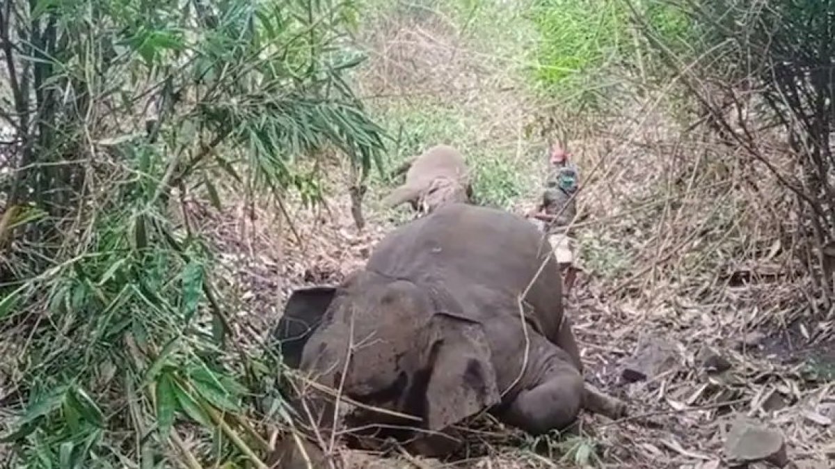 18 elephants found dead after lightning strike in India #2