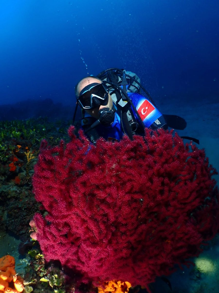 Ayvalık ın kırmızı mercanları keşfedilmeyi bekliyor #2
