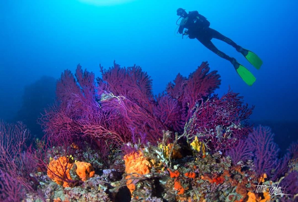 Ayvalık ın kırmızı mercanları keşfedilmeyi bekliyor #6