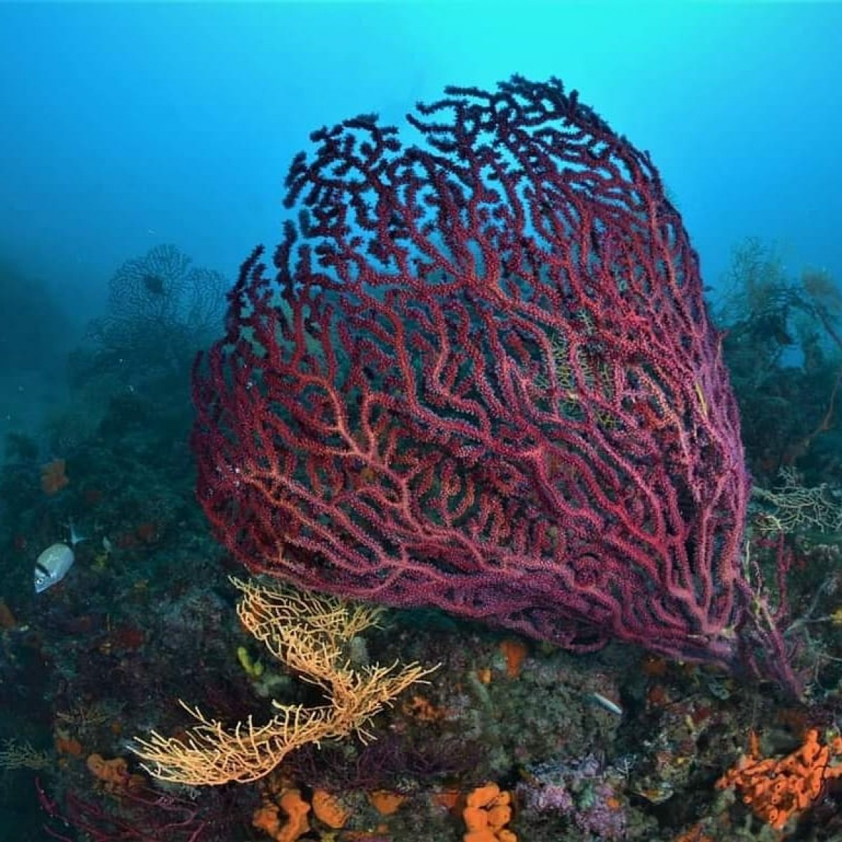 Ayvalık ın kırmızı mercanları keşfedilmeyi bekliyor #3