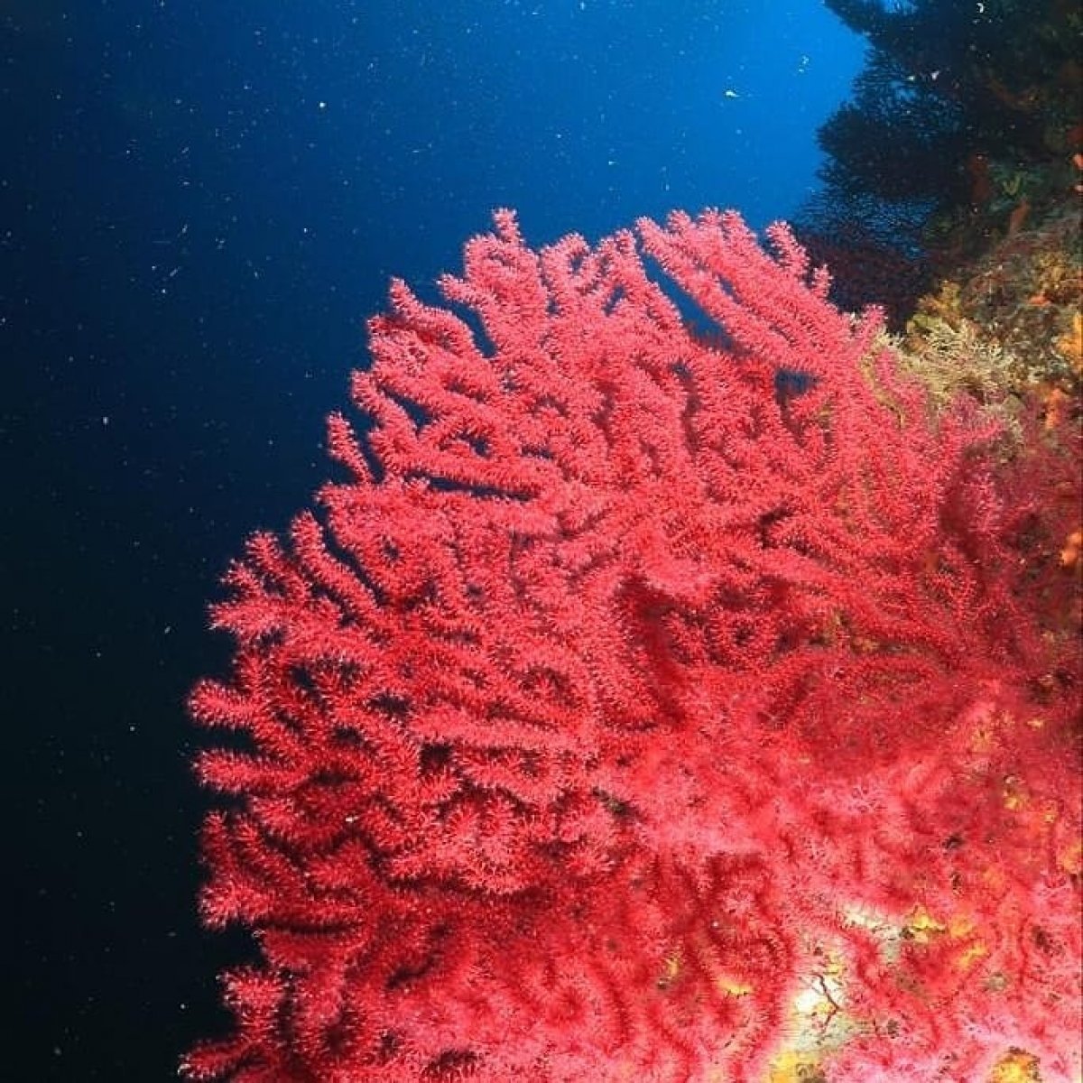 Ayvalık ın kırmızı mercanları keşfedilmeyi bekliyor #1