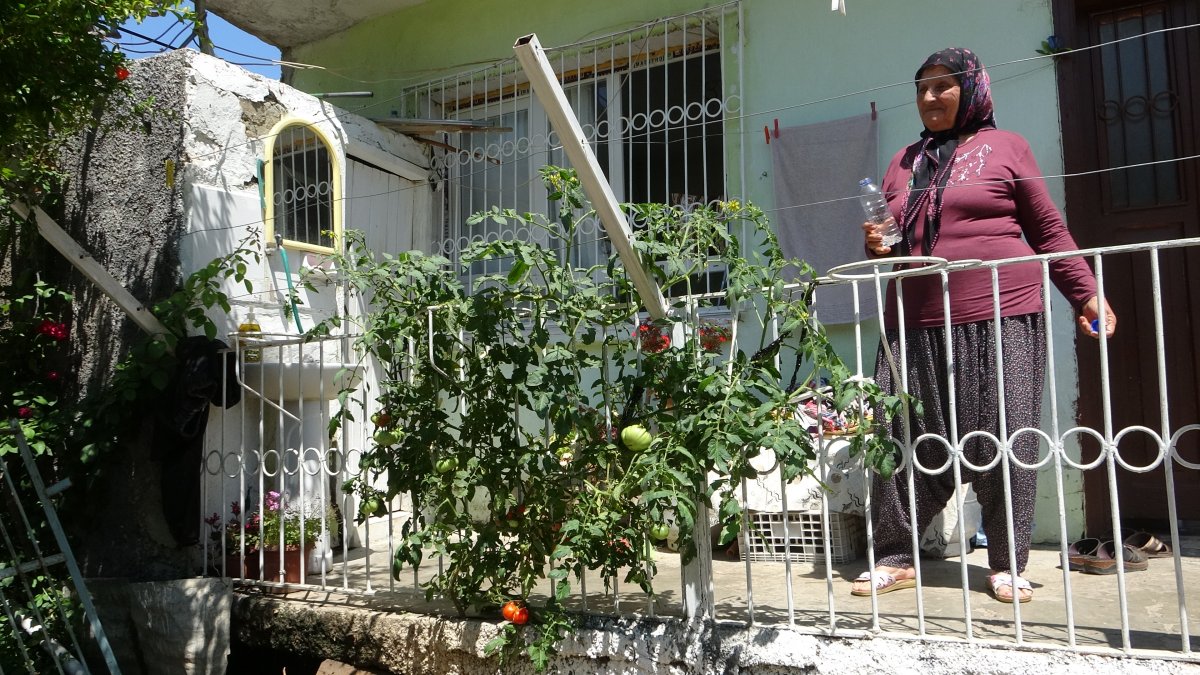 Adana da betonu delen domates görenleri şaşırtıyor #4