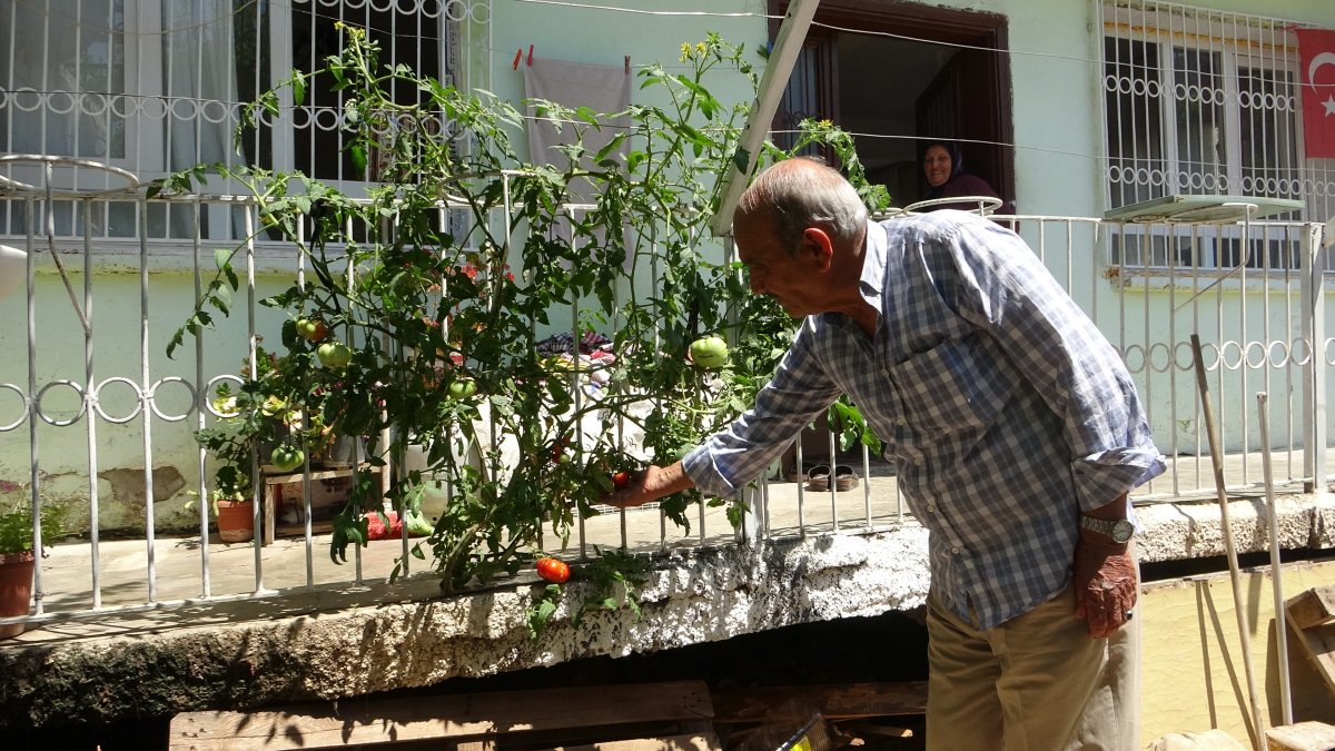 Adana da betonu delen domates görenleri şaşırtıyor #3