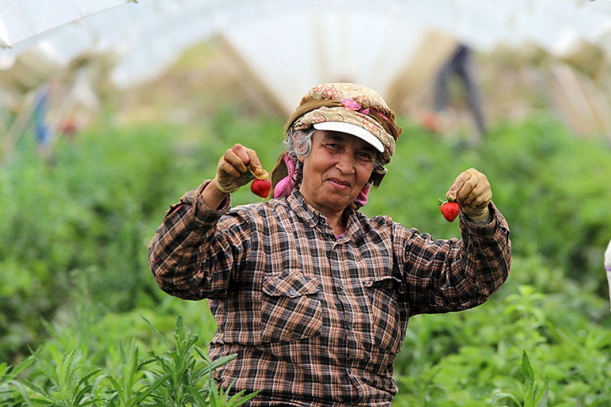Türk çiftçisi durmadan çalışarak pandemi şartlarını hafifletti #1