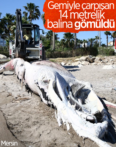 Mersin'de karaya vuran balinanın ölüm nedeni