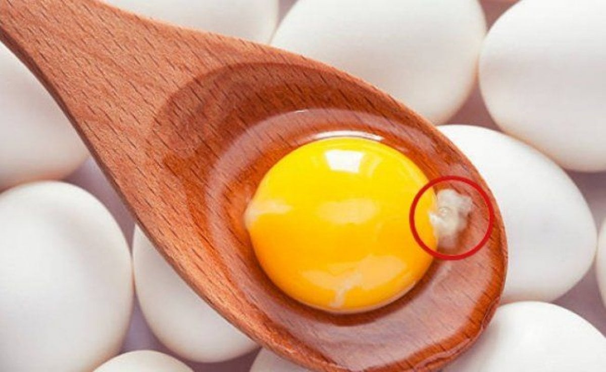 Yumurtanın içindeki gizemli beyazlık: Kalaza nedir? #2
