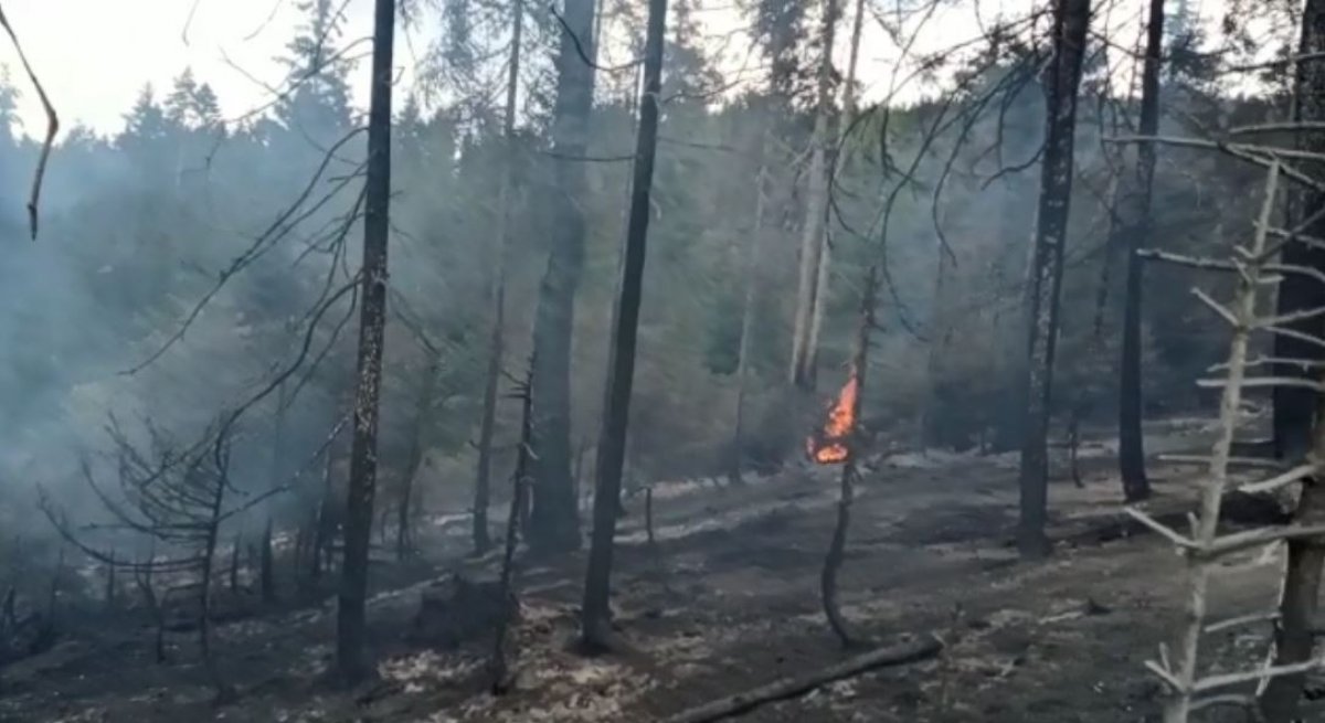 Artvin’de yangın: 4 bin ağaç yok oldu  #2