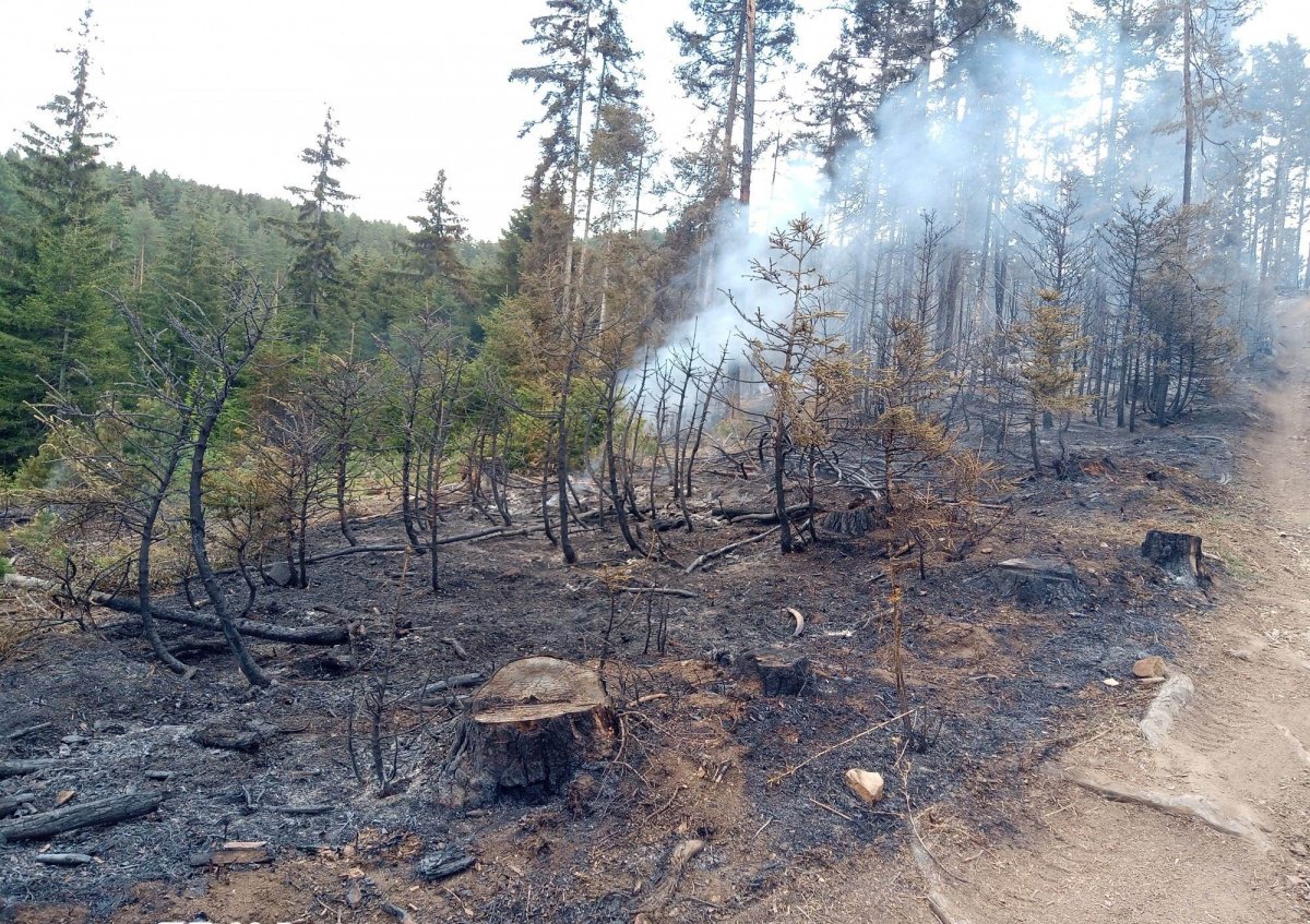 Artvin’de yangın: 4 bin ağaç yok oldu  #3