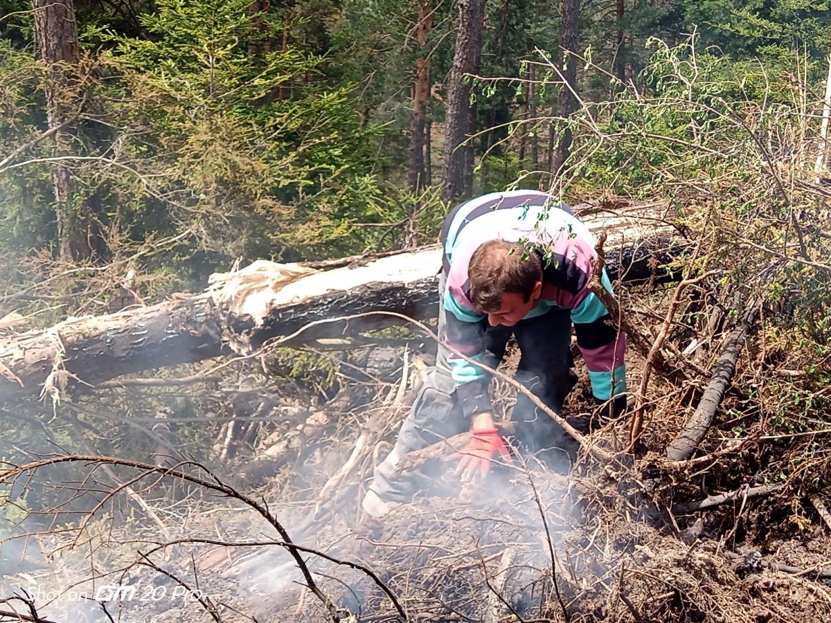 Artvin’de yangın: 4 bin ağaç yok oldu  #4