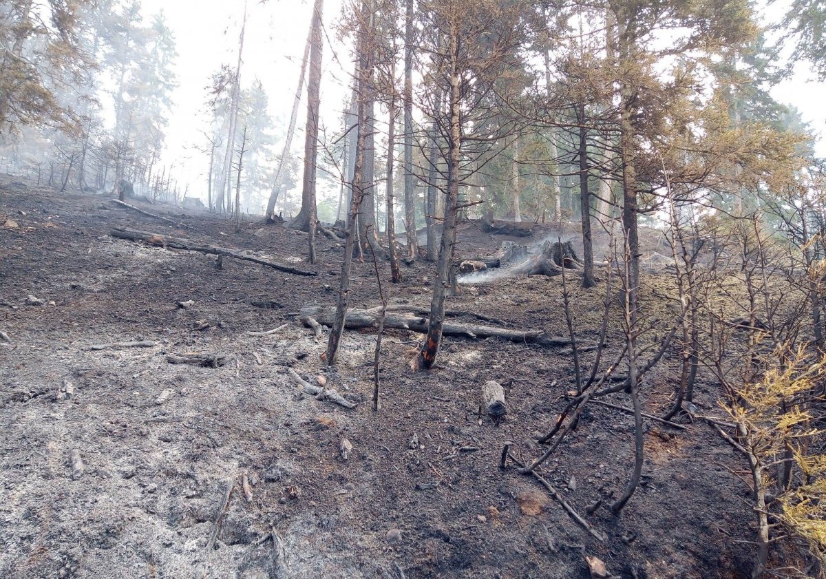 Artvin’de yangın: 4 bin ağaç yok oldu  #1