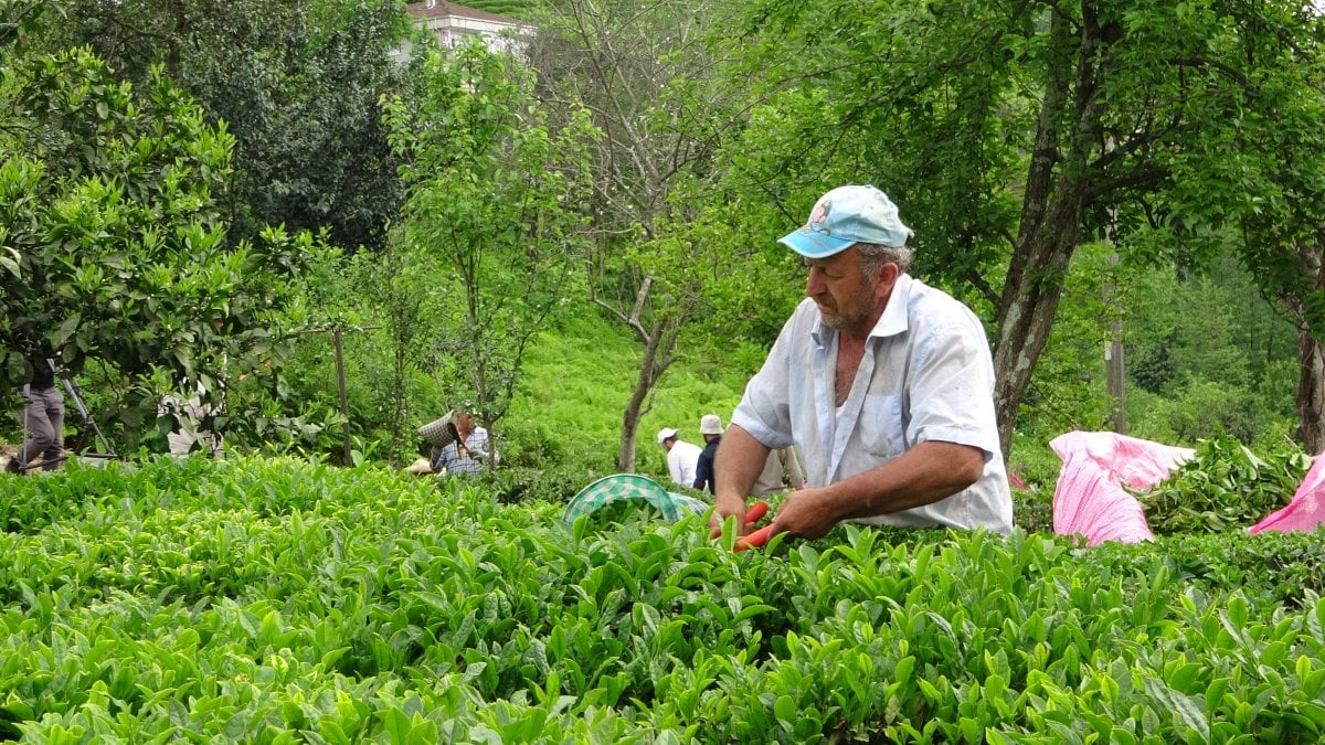 Rizeli üreticiler çay bahçelerine girdi #2