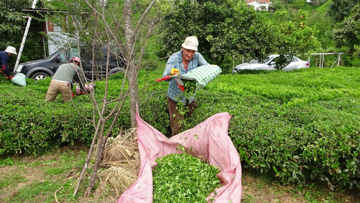 Rizeli üreticiler çay bahçelerine girdi #3
