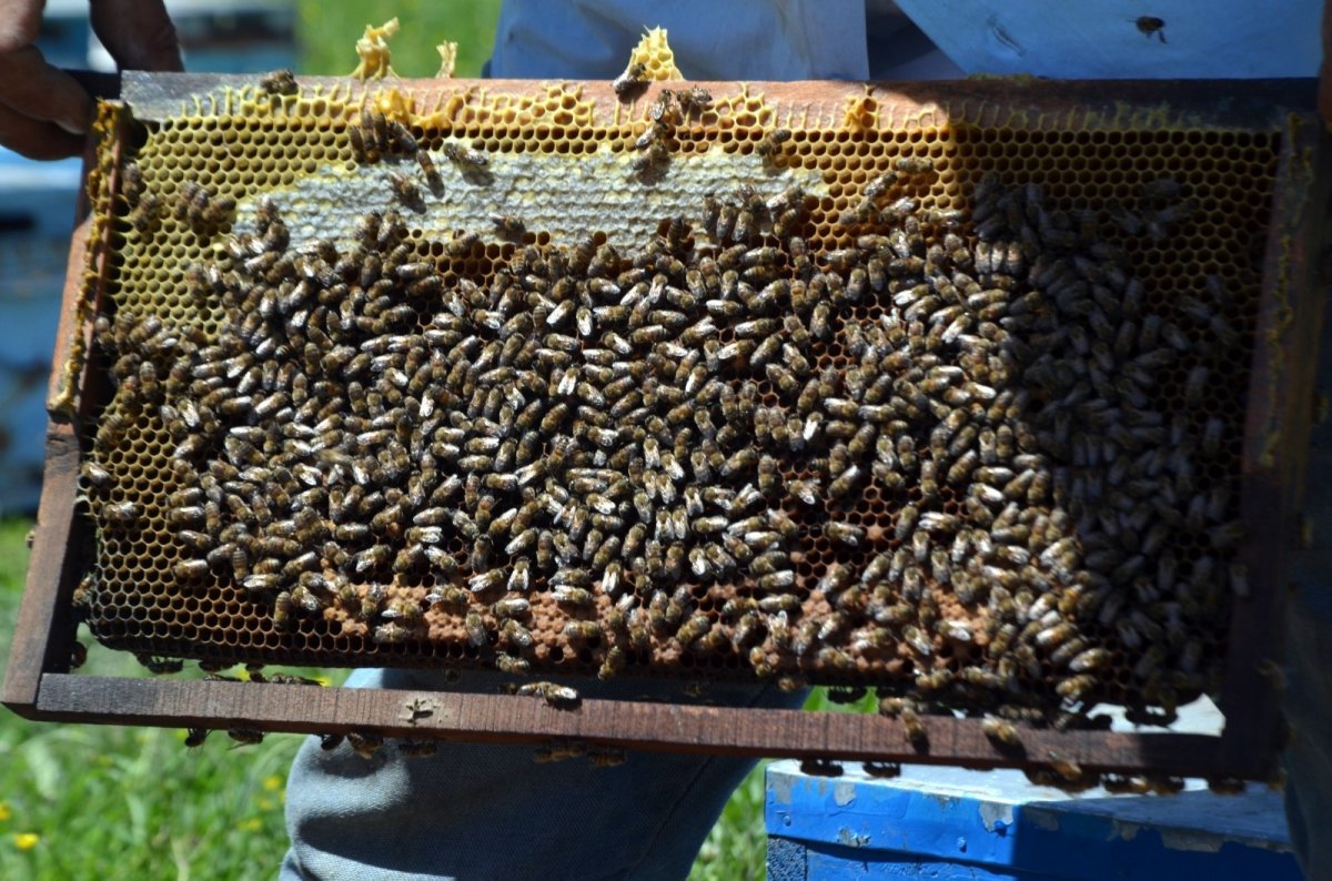 Bal arılarından Muş ekonomisine 20 milyon liralık katkı #3