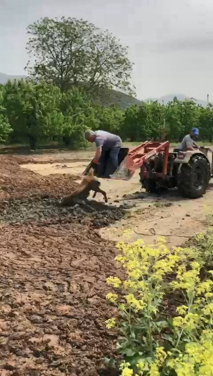 Bursa’da bataklığa saplanan köpeği, çiftçiler kurtardı  #3