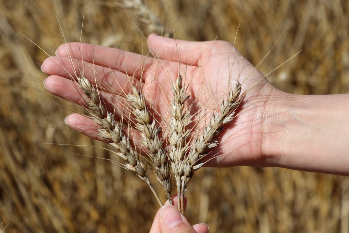 Adana da buğday hasadı başladı #4