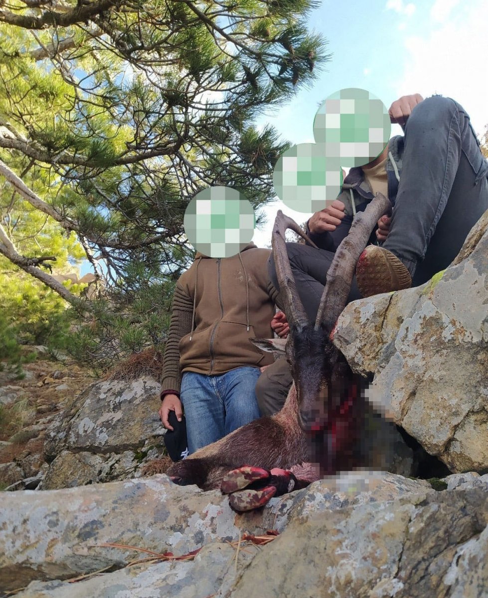 Denizli de dağ keçisi avlayan 6 kişiye ceza  #3
