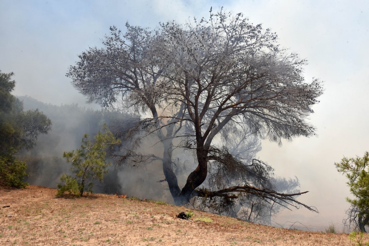 Antalya da ormanlık alan yandı #8