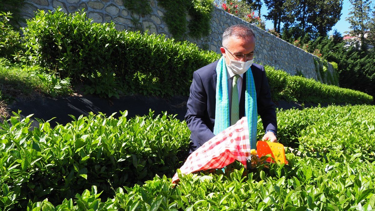 Rize Valisi Kemal Çeber: Pandemi Rizeliyi çay bahçelerine döndürdü #1
