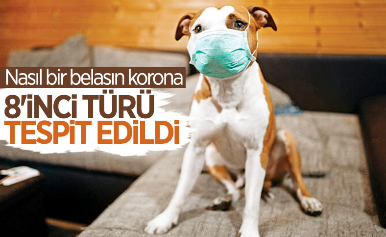 Malezya'da köpekten insana geçebilen koronavirüs türü bulundu
