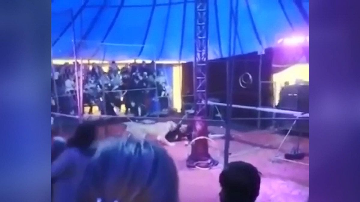 In Russia, the tiger attacked his trainer in the circus #2