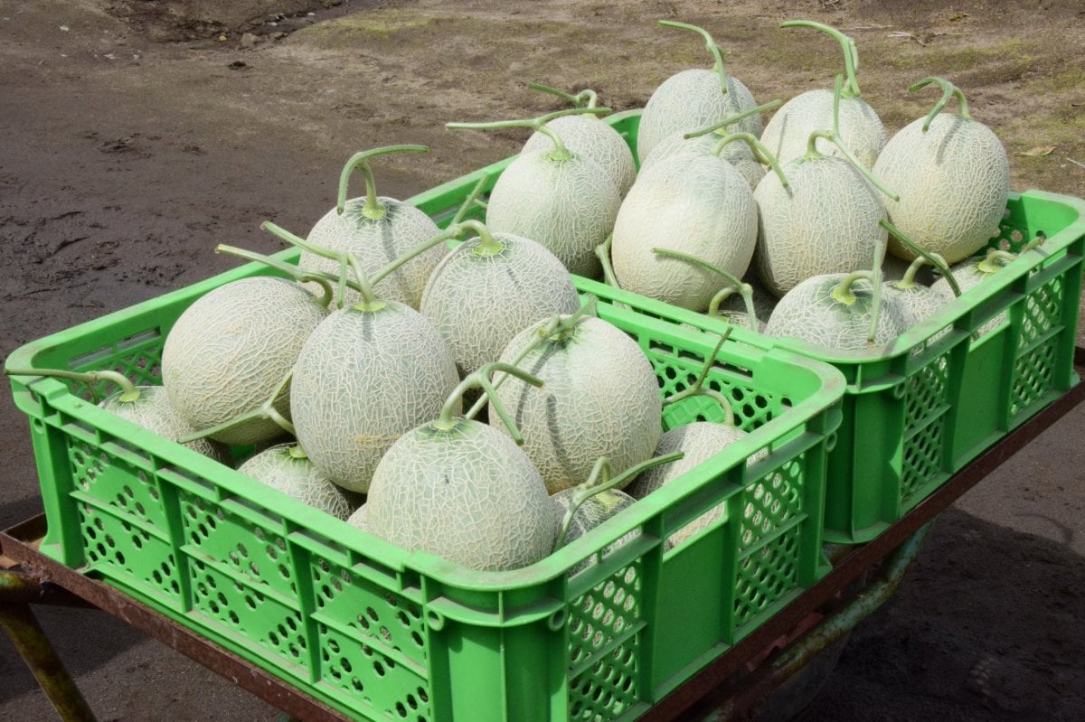 2 Yubari melons sold for approximately 208 thousand liras in Japan #2