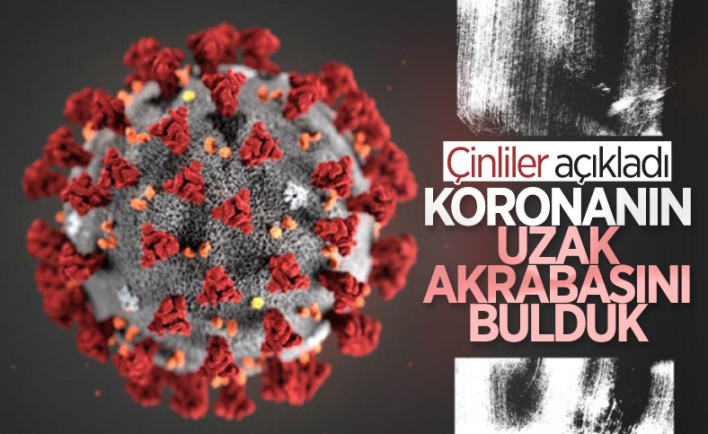 Yarasalarda görülen koronavirüslerin soy ağacında yeni bir dala rastlandı